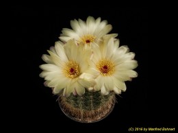 Notocactus conncinus v. eremiticus 1122